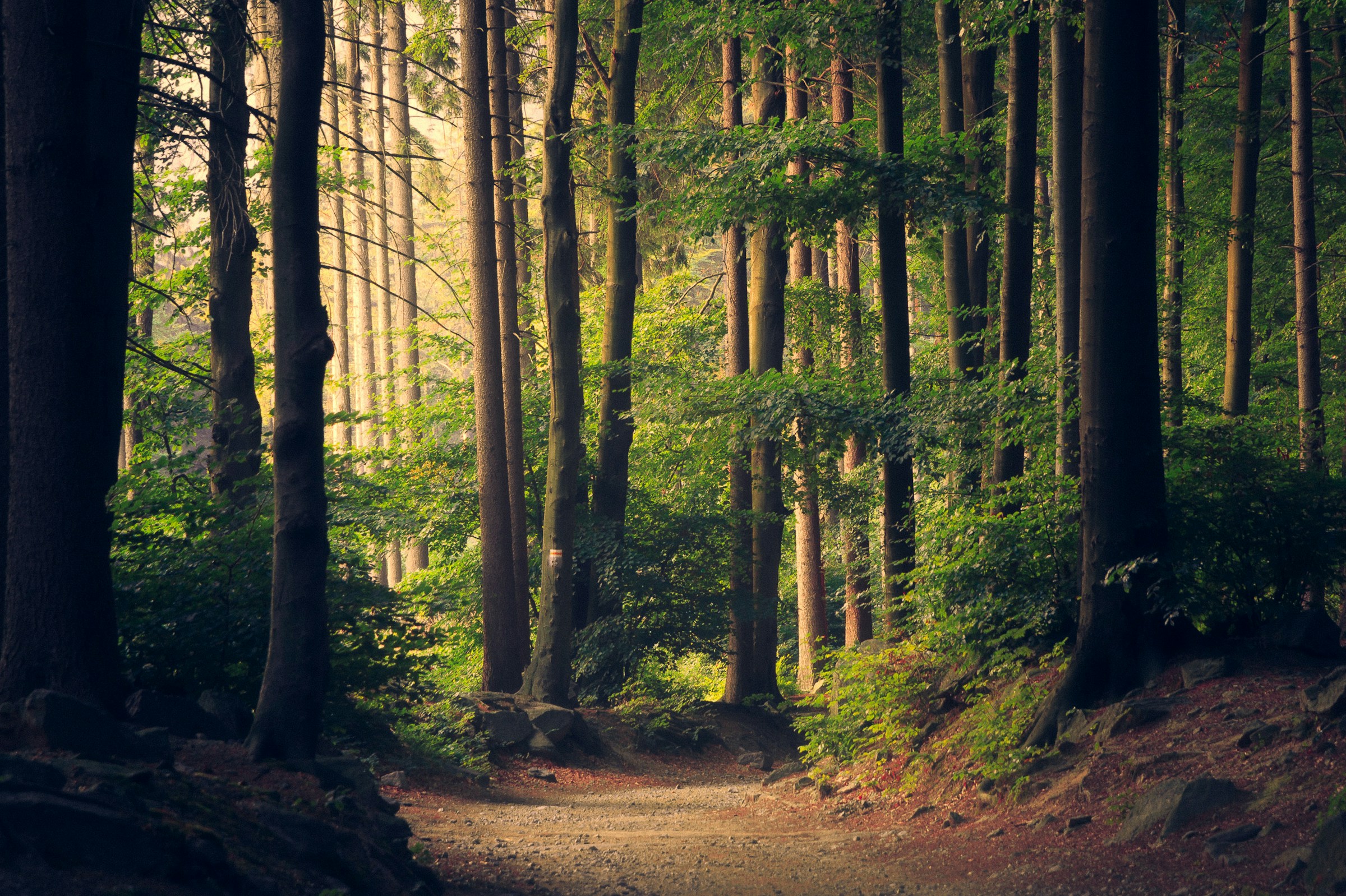 Sunlit Appalachian forest canopy